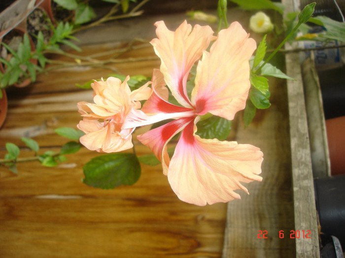 DSC04808 - Hibiscus 2012