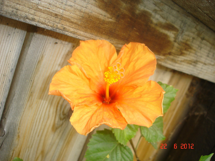 DSC04809 - Hibiscus 2012