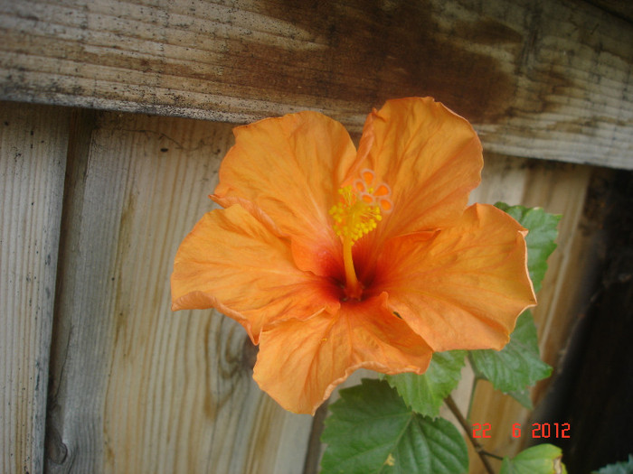 DSC04810 - Hibiscus 2012