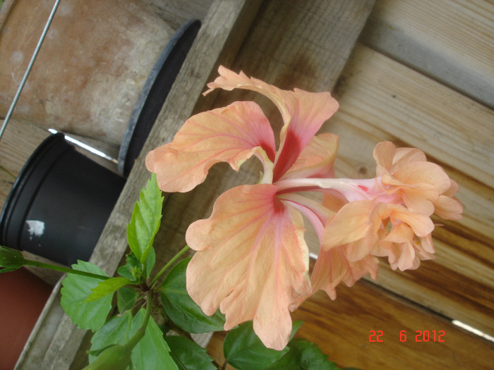 DSC04811 - Hibiscus 2012