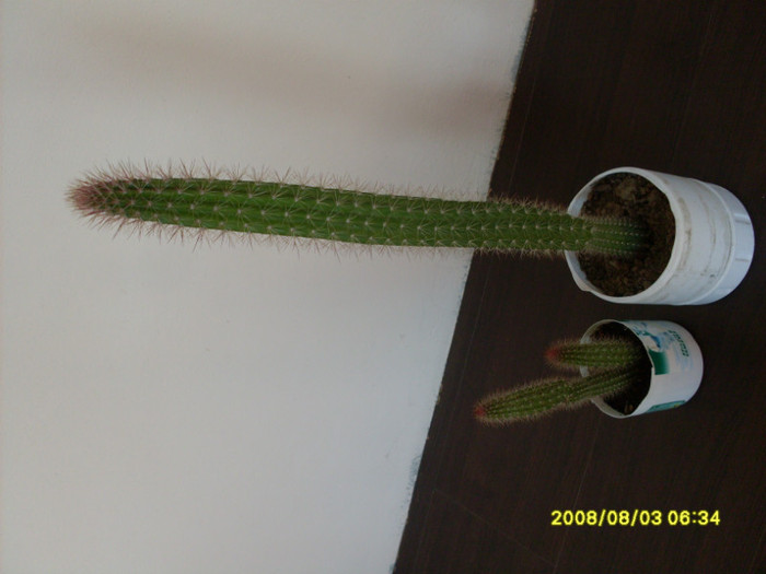 cactusii (1) - cactusi
