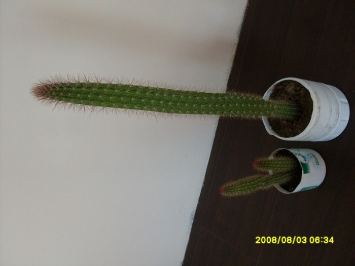 cactusii (1)