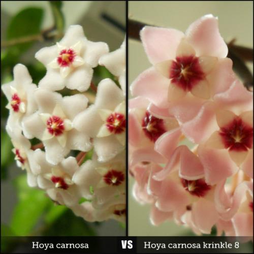 comparatie - hoya 2010-2012