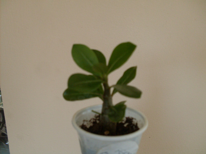 ade2 - adenium plumeria strepto