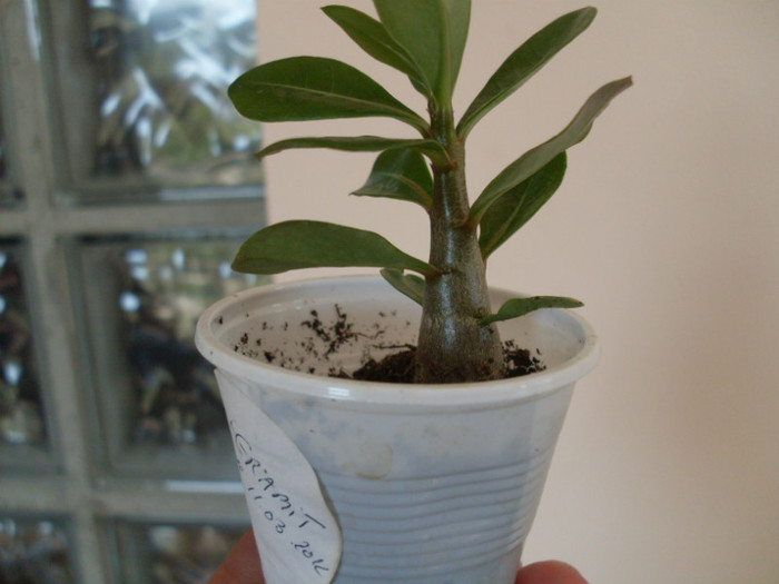 ade4 - adenium plumeria strepto