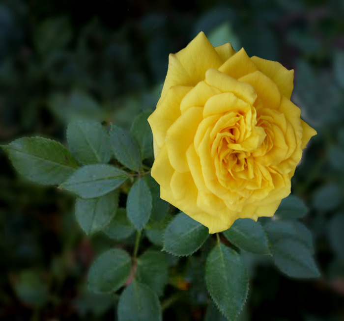 mini rose yellow - plante de gradina