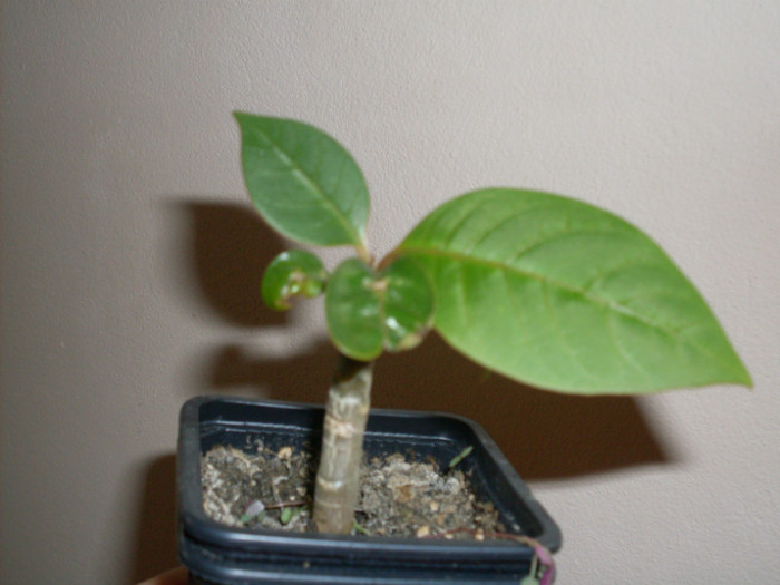 plumeria - adenium plumeria strepto