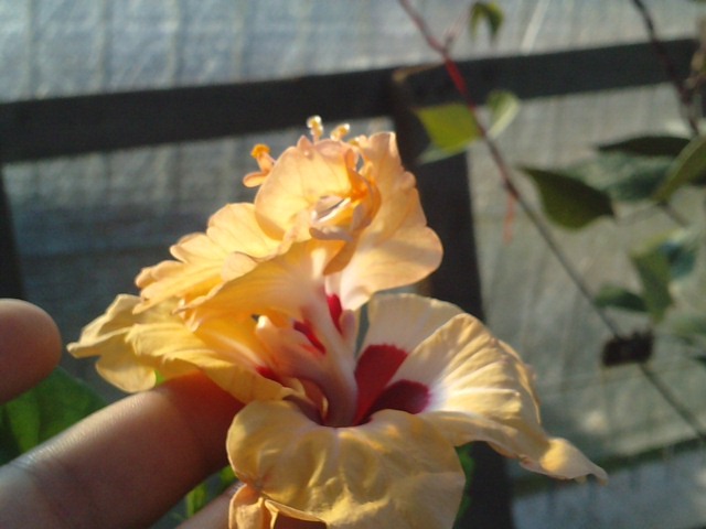 el capitolo orange 19)