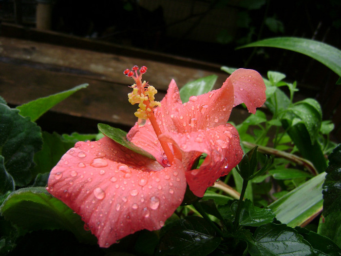 DSC08933