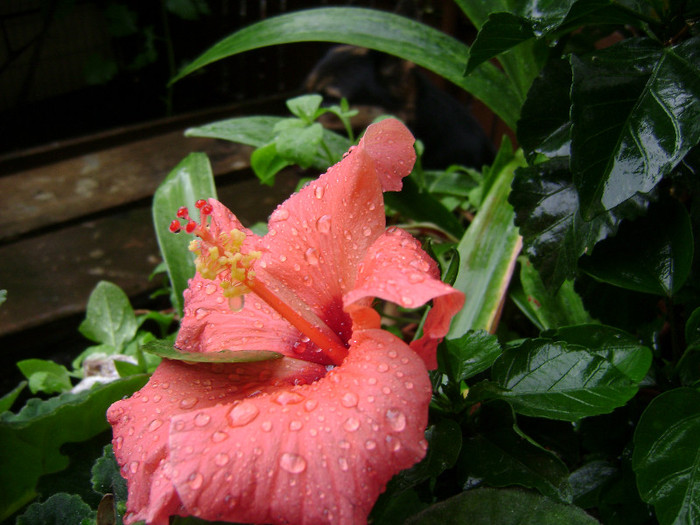 DSC08934