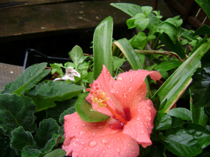 DSC08935