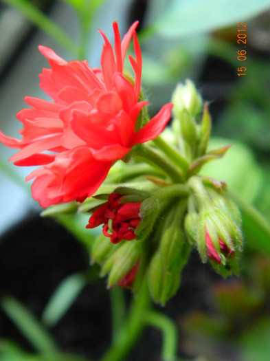 Pelargonium Chine - Muscate 2012