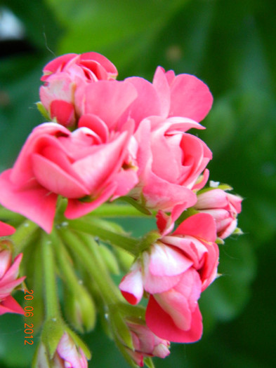 Trandafiras _Pink Rambler - Muscate 2012