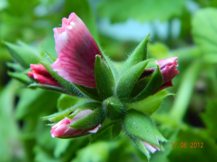 Hazel Cherry 0 - Muscate 2012