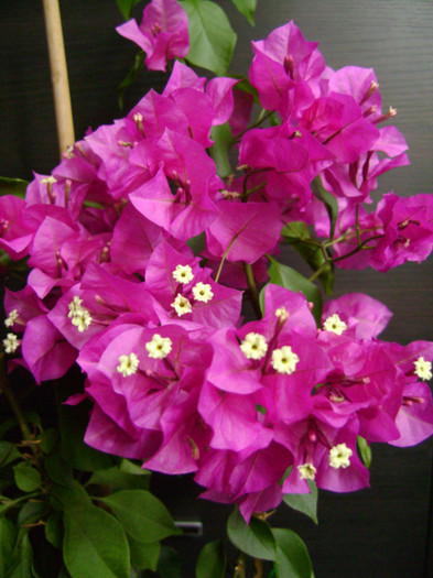 ciclam 24iun2012 - Bougainvillea