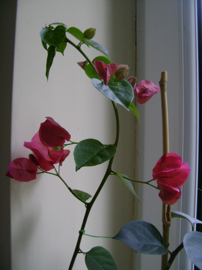 rosu 24iun2012 - Bougainvillea