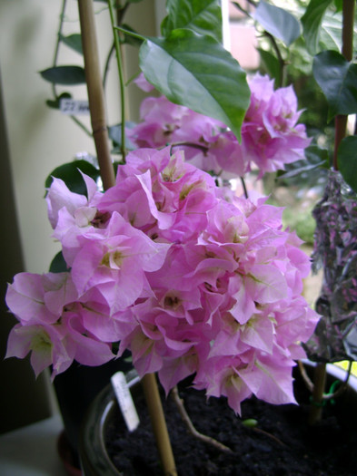 pagoda pink 24iun2012 - Bougainvillea