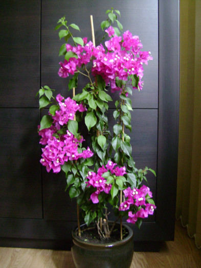 ciclam 24iun2012 - Bougainvillea