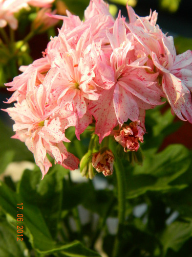 DSCN0612 - Muscate 2012