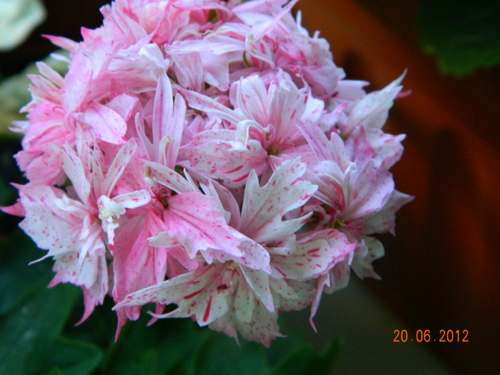 DSCN0619 - Muscate 2012