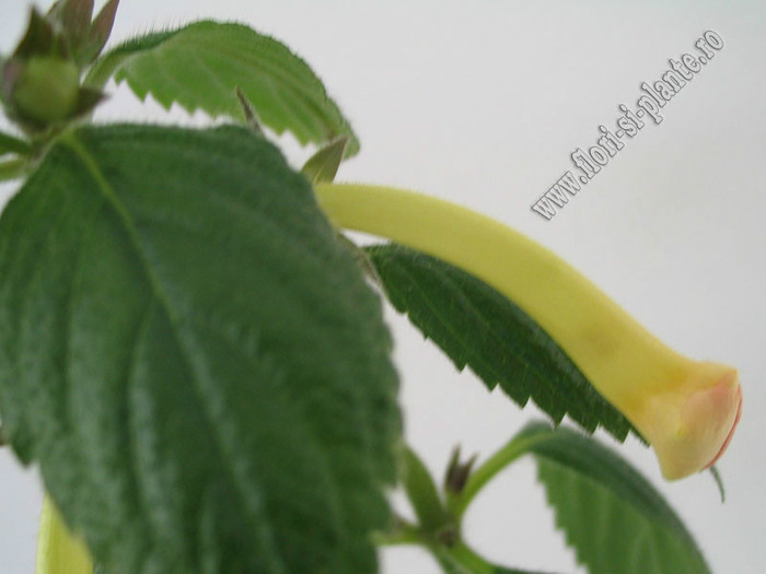 NEW -  Strawberry Lemon; 2012
