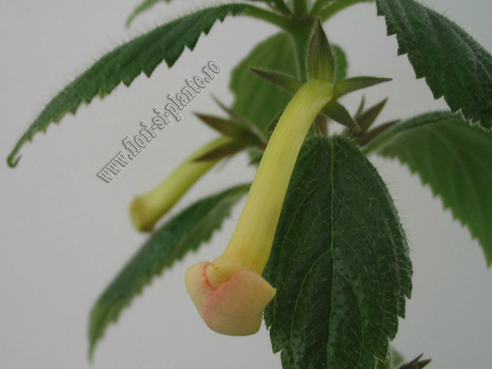 NEW - Strawberry Lemon - ACHIMENES II
