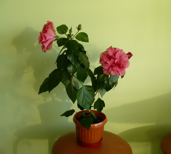 P1390995