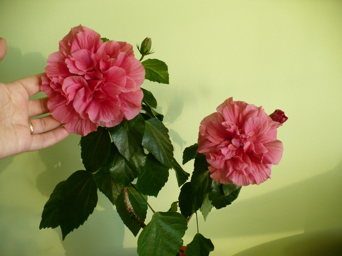 P1400003 - hibiscusi 2012