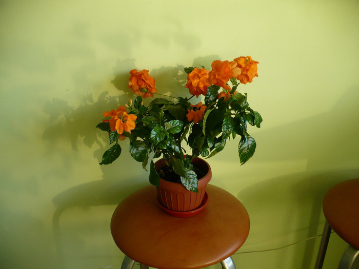 P1400004 - Crossandra 2012