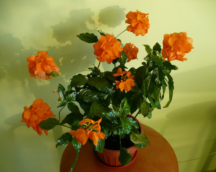 P1400005 - Crossandra 2012