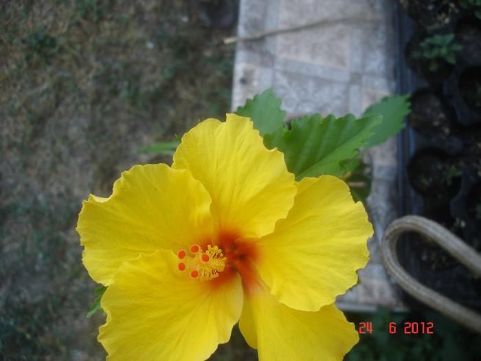 DSC04857 - Hibiscus 2012