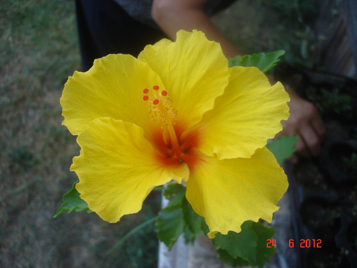 DSC04858 - Hibiscus 2012