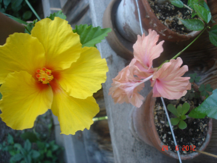 DSC04861 - Hibiscus 2012