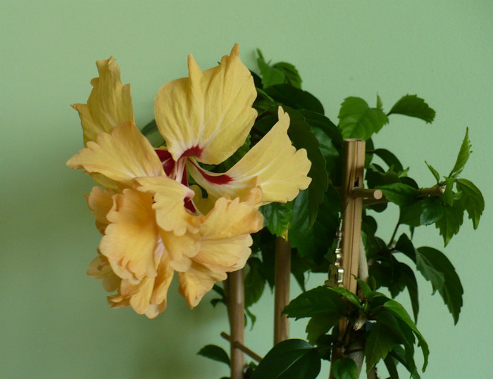 P1400033 - hibiscusi 2012