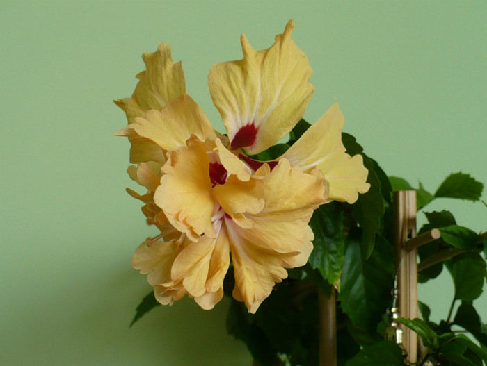 P1400034 - hibiscusi 2012