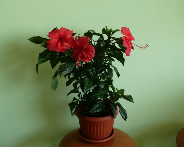 P1400038 - hibiscusi 2012