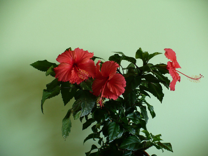 P1400039 - hibiscusi 2012
