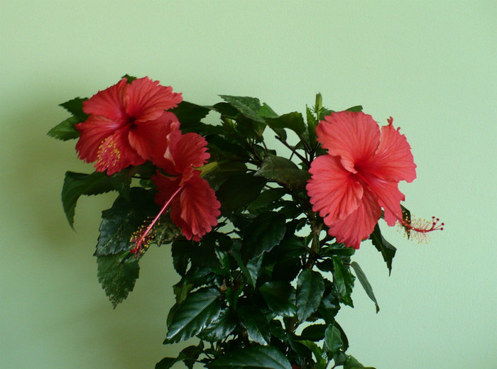P1400046 - hibiscusi 2012