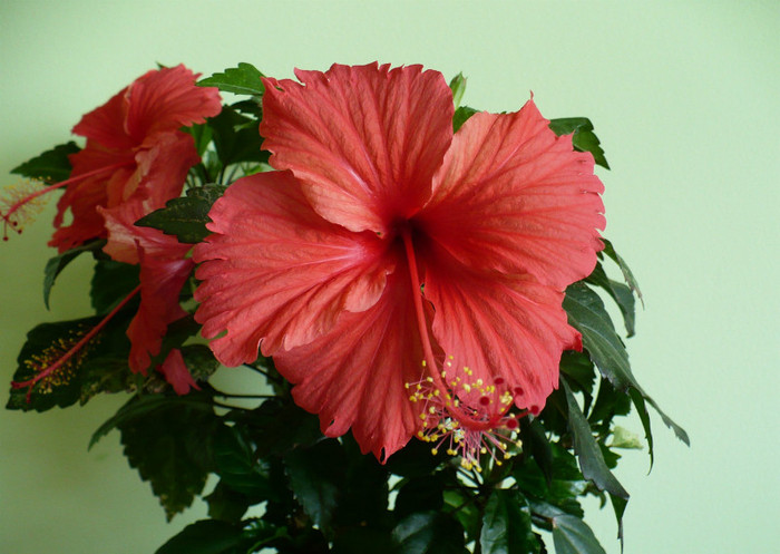 P1400047 - hibiscusi 2012
