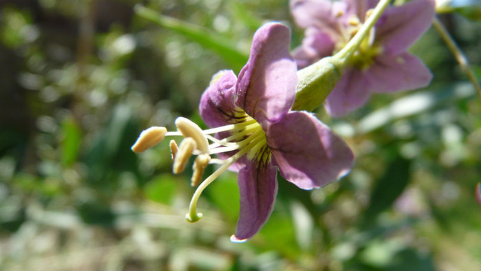 P1330547 - 0000 In gradina 24 iunie 2012