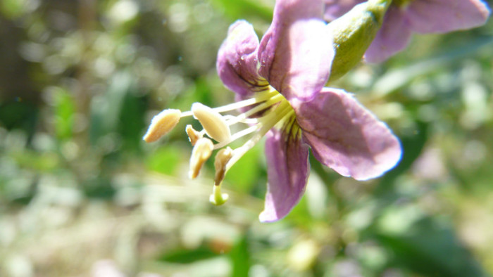 P1330548 - 0000 In gradina 24 iunie 2012