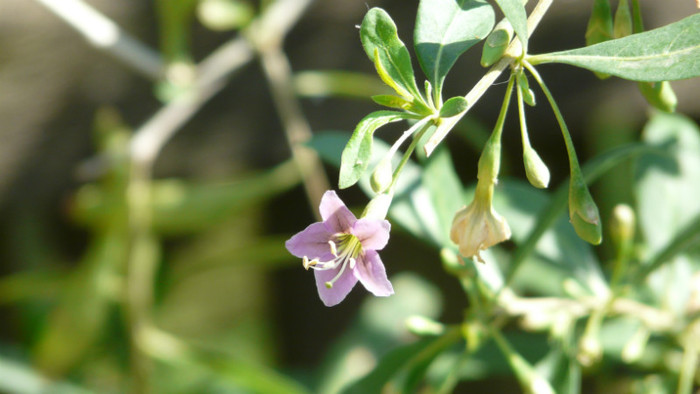 P1330549 - 0000 In gradina 24 iunie 2012