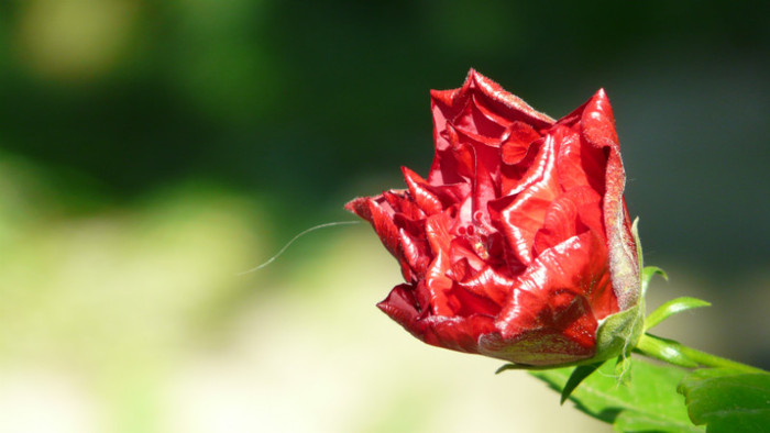 P1330551 - 0000 In gradina 24 iunie 2012