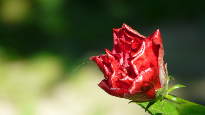 P1330552 - 0000 In gradina 24 iunie 2012