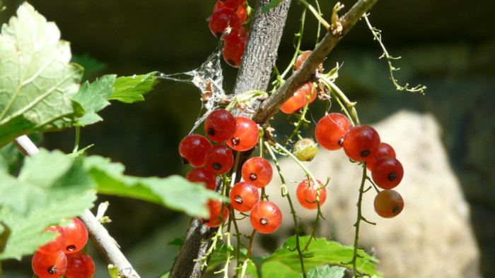 P1330562 - 0000 In gradina 24 iunie 2012