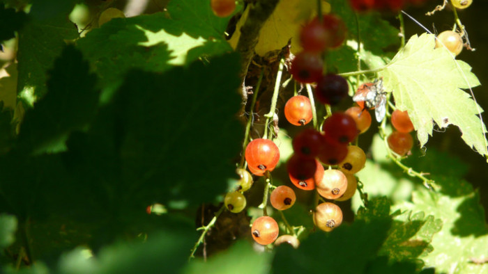 P1330563 - 0000 In gradina 24 iunie 2012