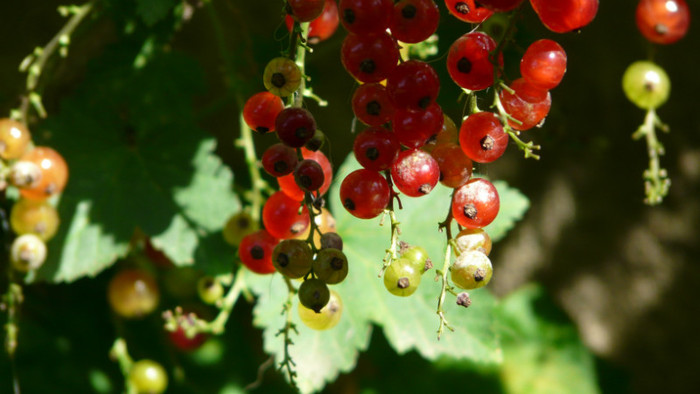 P1330565 - 0000 In gradina 24 iunie 2012