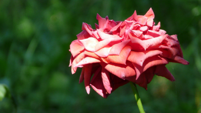 P1330566 - 0000 In gradina 24 iunie 2012