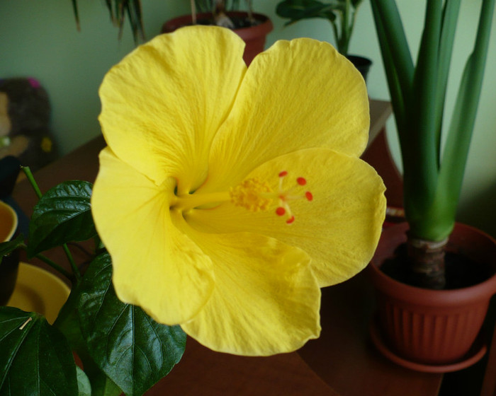 P1400103 - hibiscusi 2012