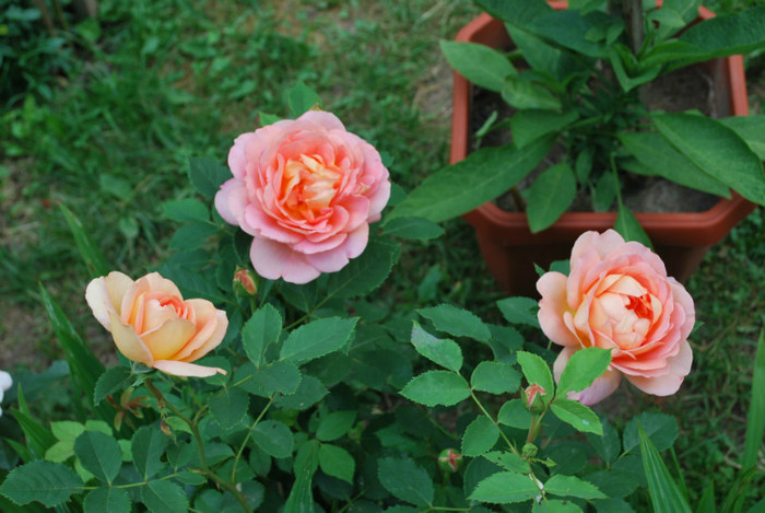 trandafir david austin
